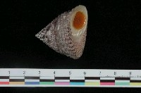 藏品(細紋鐘螺)的圖片